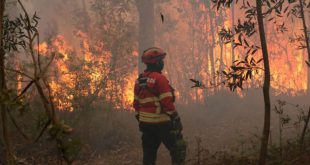 Mais de 50 concelhos estão hoje em perigo máximo de incêndio – Alerta Amarelo