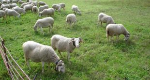 Mangualde: Incentivo ao Pastoreio e às Raças Autóctones de Ovinos