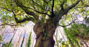 Carvalho polaco é árvore europeia do ano, eucalipto de  Contige em 5.º lugar