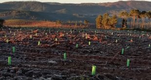 V. C. Coelheira: Reflorestação de área ardida