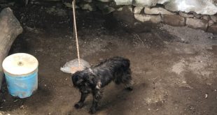 Moimenta da Beira: Nove pessoas identificadas por maus tratos a animais
