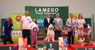 Mais de 800 exemplares em competição nas exposições caninas