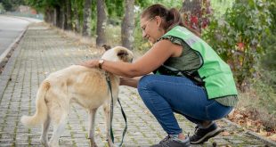 Campanha de apoio à esterilização de animais de companhia entra na reta final