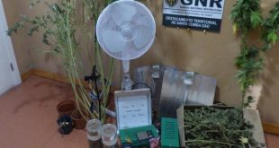 Tondela: Homem detido por cultivo e tráfico de estupefacientes