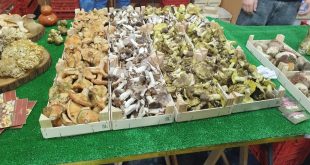 Sátão voltou a ser a capital do míscaro