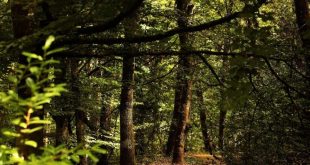 Viseu: Parques Municipais vão estar encerrados devido ao mau tempo