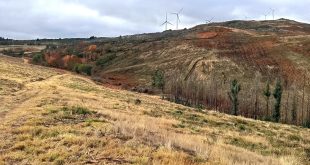 <strong>Projeto florestal garante recuperação ambiental de Lamego</strong>